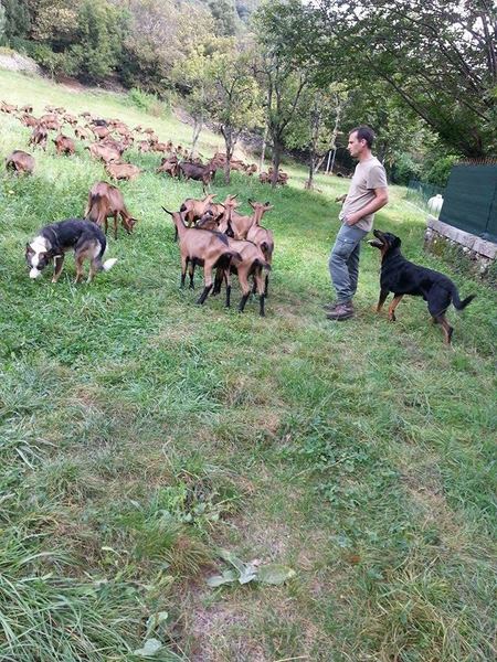 Elevage de chèvres dans les Cévennes